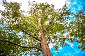 Best Firewood Processing and Delivery  in Seminole, OK