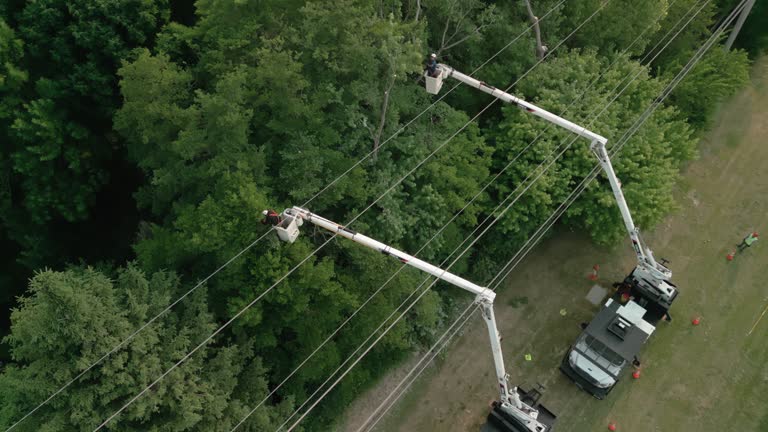 Best Tree Maintenance Programs  in Seminole, OK