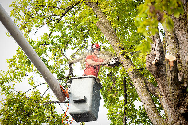 Best Firewood Processing and Delivery  in Seminole, OK