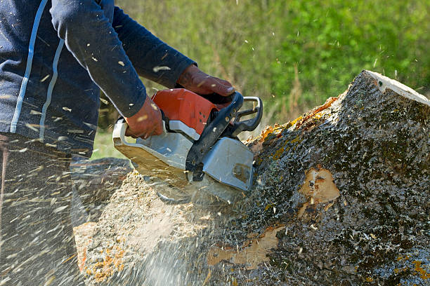 Best Tree Mulching  in Seminole, OK