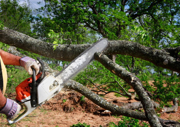Seminole, OK Tree Services Company